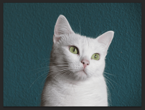 circle-cut02.png 今回の素材は猫の写真