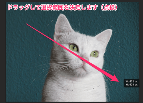 circle-cut05.png 楕円形ツールを使い範囲を選択する